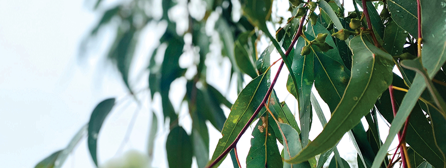 Sustainability at Wesfarmers