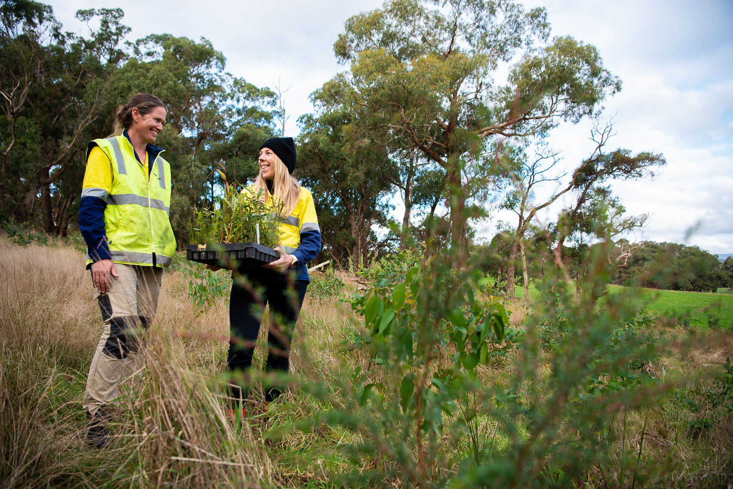 Planting 2 million trees Greening Aus Otways Planting 2 million trees Greening Aus Otways