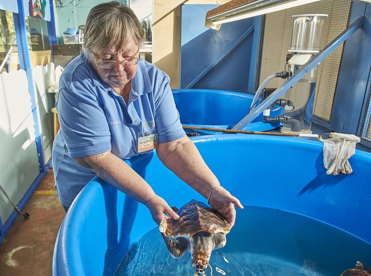Loggerhead turtle rehabilitation program near Perth